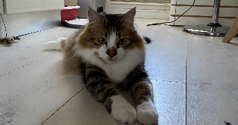 maëva pet sitter à CESSON SEVIGNE 35510_2