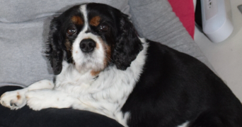 cindy pet sitter à Échouboulains 77830_9