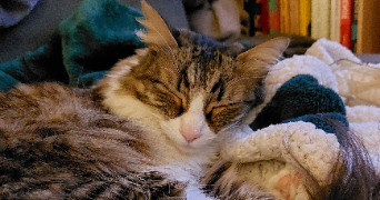 nina pet sitter à PARIS 14 75014_3