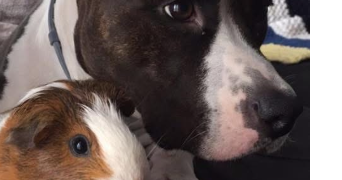 jessika pet sitter à LE HAVRE 76620_1