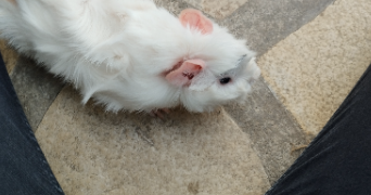 manon pet sitter à ST LO 50000_1