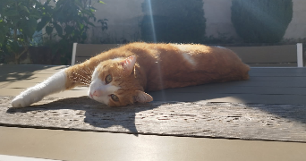 angelina pet sitter à CHAMAGNIEU 38460_4