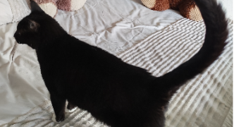 lina pet sitter à BLANQUEFORT 33290_9