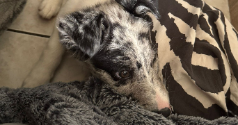 marie pet sitter à LUNEVILLE 54300_2