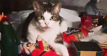 maxence pet sitter à AMBARES ET LAGRAVE 33440_5