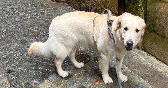 estelle pet sitter à MARSEILLE 01 13001_3