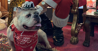 deborah pet sitter à Isle 87170_1