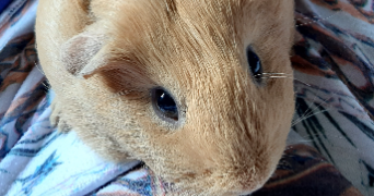 julie pet sitter à LYON 07 69007_2