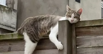 léa pet sitter à LE HAVRE 76600