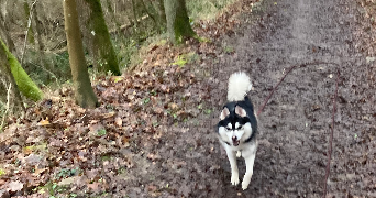 Yémisi pet sitter à AUBERVILLIERS 93300_3