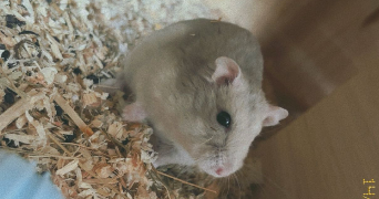 kloe pet sitter à LA ROCHE SUR YON 85000_5