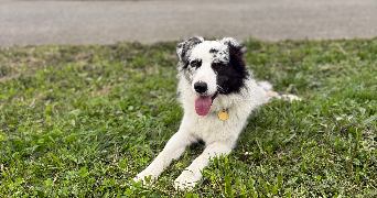 selma pet sitter à ST MARTIN D HERES 38400_1