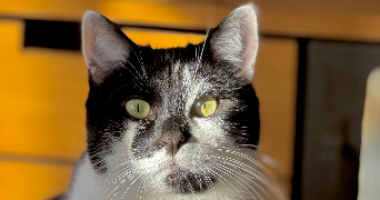 laura pet sitter à LES SABLES D OLONNE 85340_0