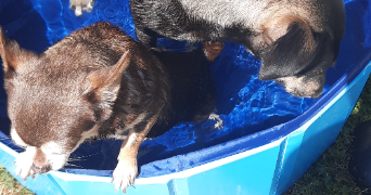 stecy pet sitter à AIX VILLEMAUR PALIS 10190_5