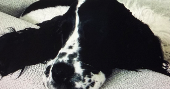 solène pet sitter à PARIS 18 75018_3