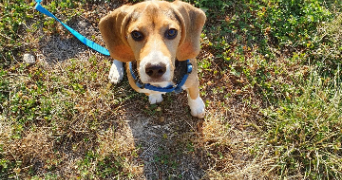 jessica pet sitter à Yutz 57970_9