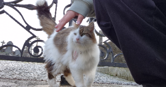 catinca pet sitter à QUIMPER 29000_1