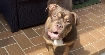 anael pet sitter à MORSBRONN LES BAINS 67360_1