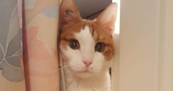 anouk pet sitter à MARSEILLE 12 13012_2