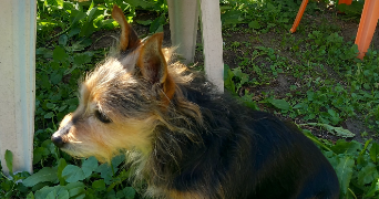 vanessa pet sitter à LAURABUC 11400_3