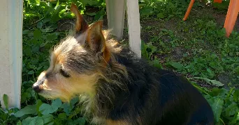 vanessa pet sitter à LAURABUC 11400