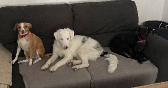 eva pet sitter à DUNKERQUE 59140_7