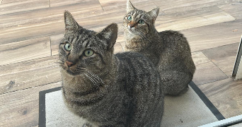 marine pet sitter à CHARTRES 28000_1