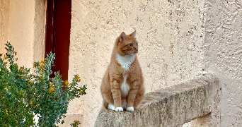 mégane pet sitter à BANDOL 83150_5