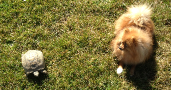 alizée pet sitter à ST JULIEN SUR GARONNE 31220_2