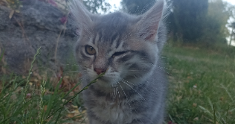 justine pet sitter à AMBERT 63600_8