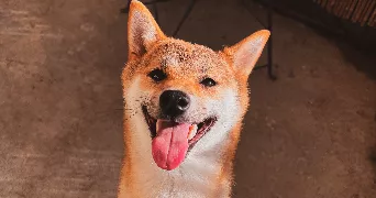 hugo pet sitter à NEUVILLE DE POITOU 86170