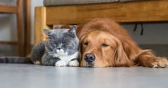 pauline pet sitter à BARLIN 62620_0