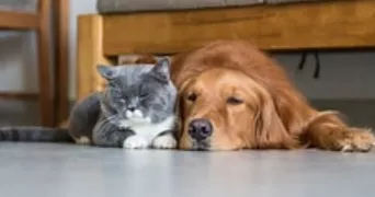 pauline pet sitter à BARLIN 62620