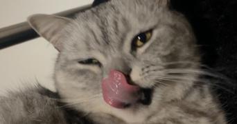 laurine pet sitter à STE GENEVIEVE DES BOIS 91700_2