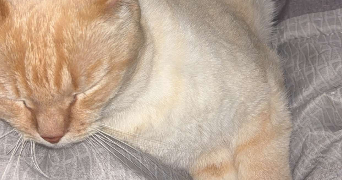 maissa pet sitter à GARDANNE 13120_2