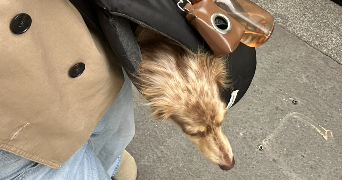 inès pet sitter à PARIS 17 75017_1