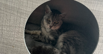 nellyna pet sitter à SERQUIGNY 27470_1