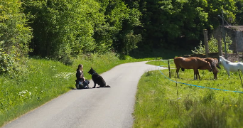 samm pet sitter à STRASBOURG 67000_8