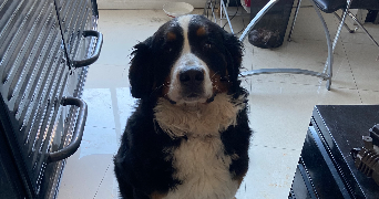 tyfenn pet sitter à NANTEUIL LES MEAUX 77100_4