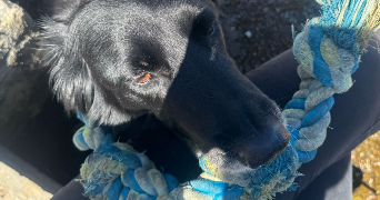 aurore pet sitter à LES ABRETS EN DAUPHINE 38490_3