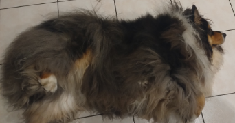 pierre pet sitter à NANTES 44300_2