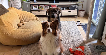 mathilde pet sitter à CERGY 95800_1