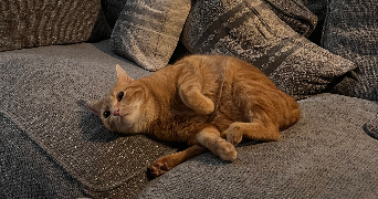 marion pet sitter à BORDEAUX 33200_1