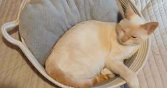 elodie pet sitter à SILLINGY 74330_5