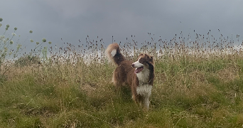 ophelie pet sitter à OIGNIES 62590_1