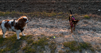 alison pet sitter à SAULX MARCHAIS 78650_1