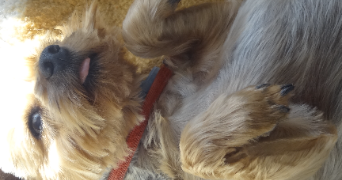 marie christine dog sitter à SOULLANS 85300_1