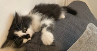 marion pet sitter à THORIGNE EN CHARNIE 53270_3