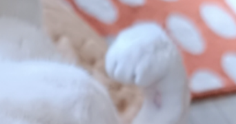 zack pet sitter à NICE 06000_1