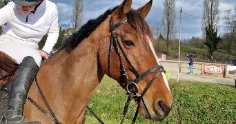 Kelly pet sitter à LIMOGES 87100